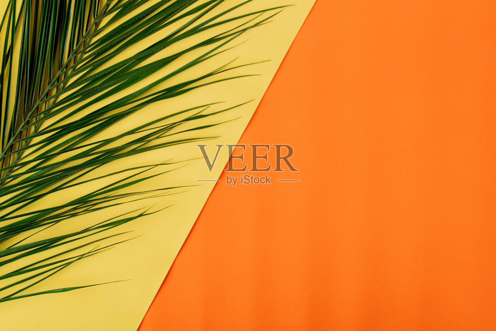 橙色和黄色背景与棕榈叶照片摄影图片