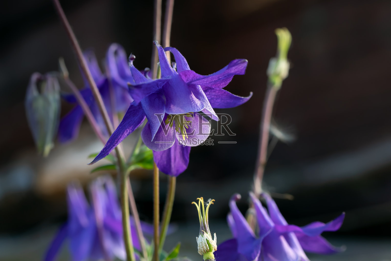 多年生草本水仙花,蓝色的花,深色模糊的背景照片摄影图片
