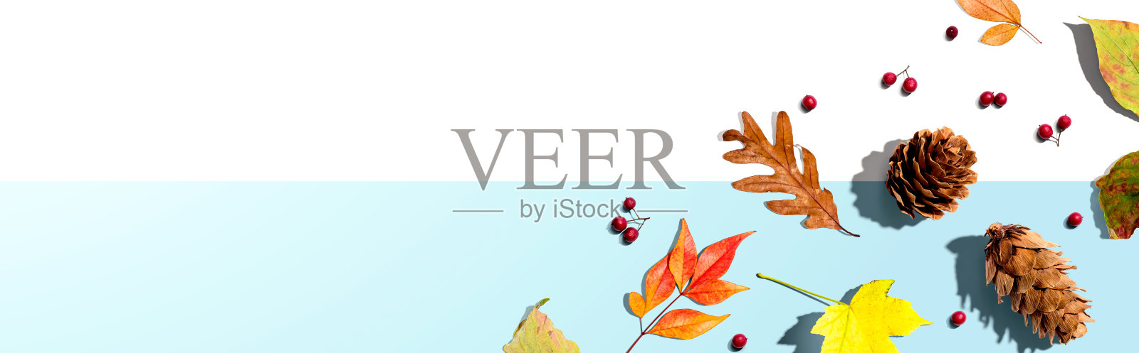 五颜六色的秋叶和松果插画图片素材