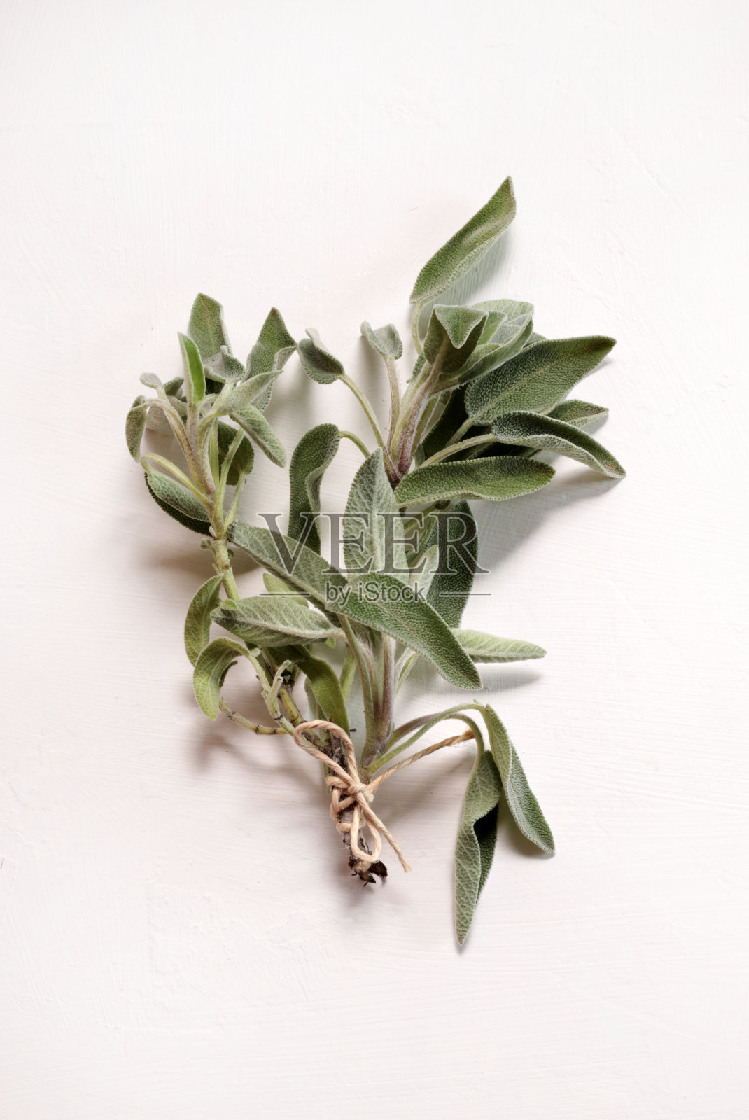 鼠尾草草。照片摄影图片