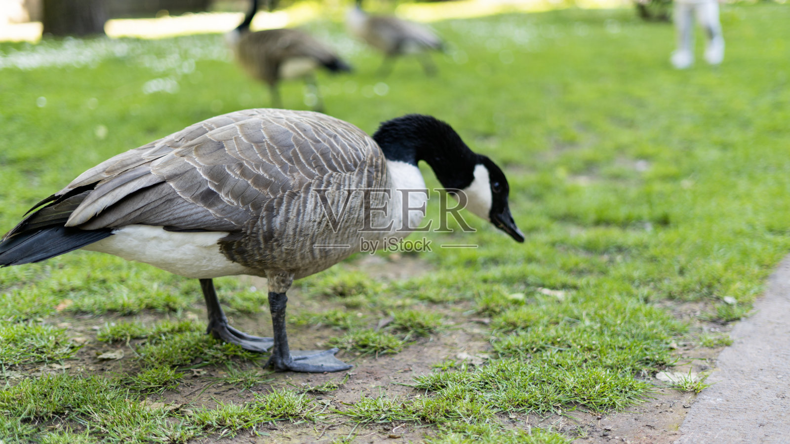 加拿大鹅脖子以上照片摄影图片