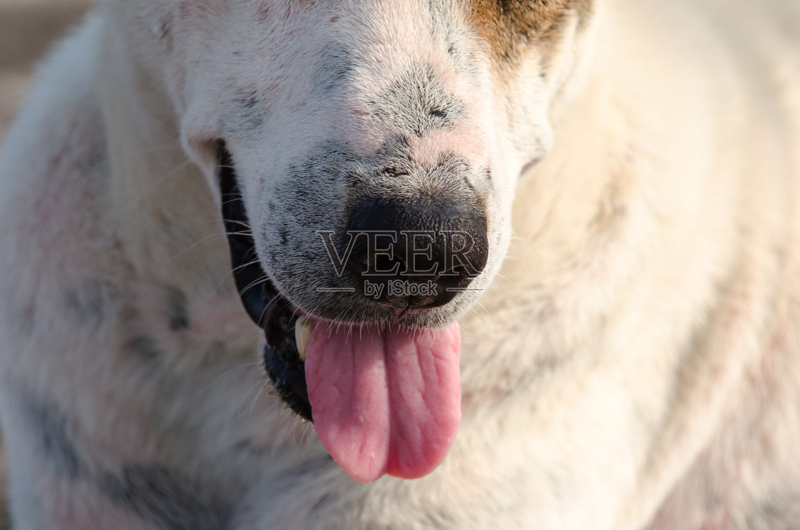 一只狗在摆姿势。伸出舌头。海的背景照片摄影图片