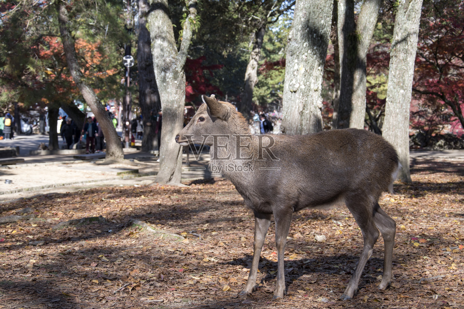 秋天的早晨,日本奈良的奈良公共公园里的鹿照片摄影图片