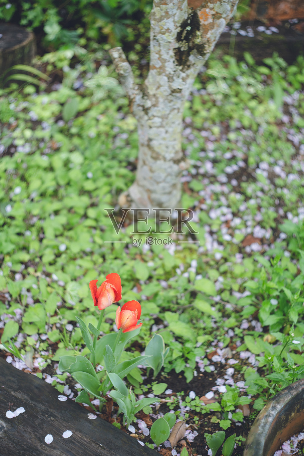 花园里的红色郁金香,樱花花瓣在空中飞舞照片摄影图片