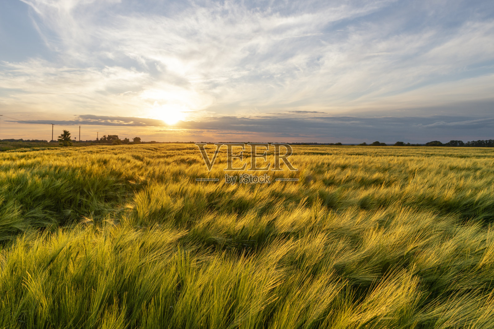 夕阳下金色的麦田。神奇的乡村风景照片摄影图片