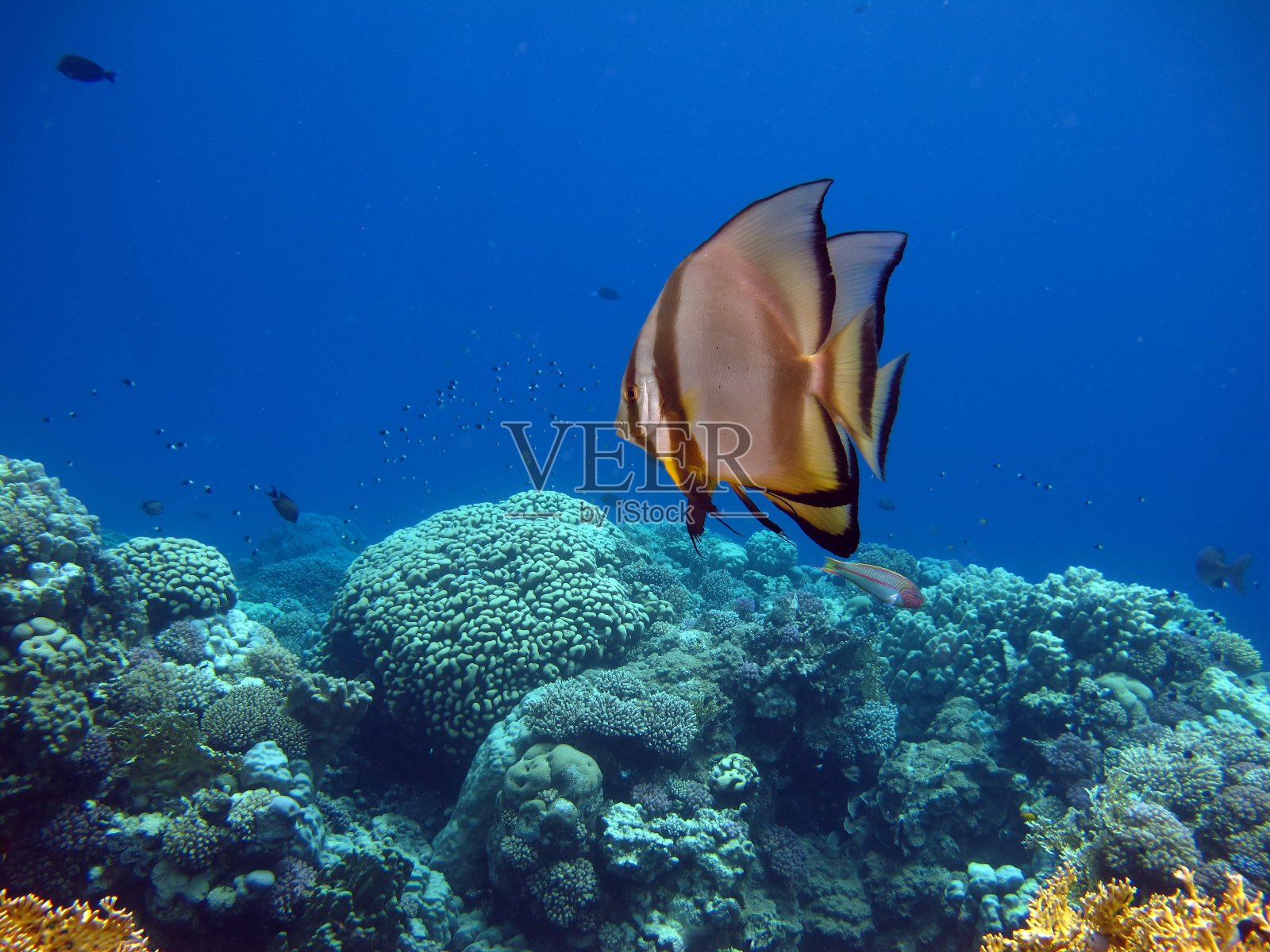 蓝色蝙蝠鱼照片摄影图片