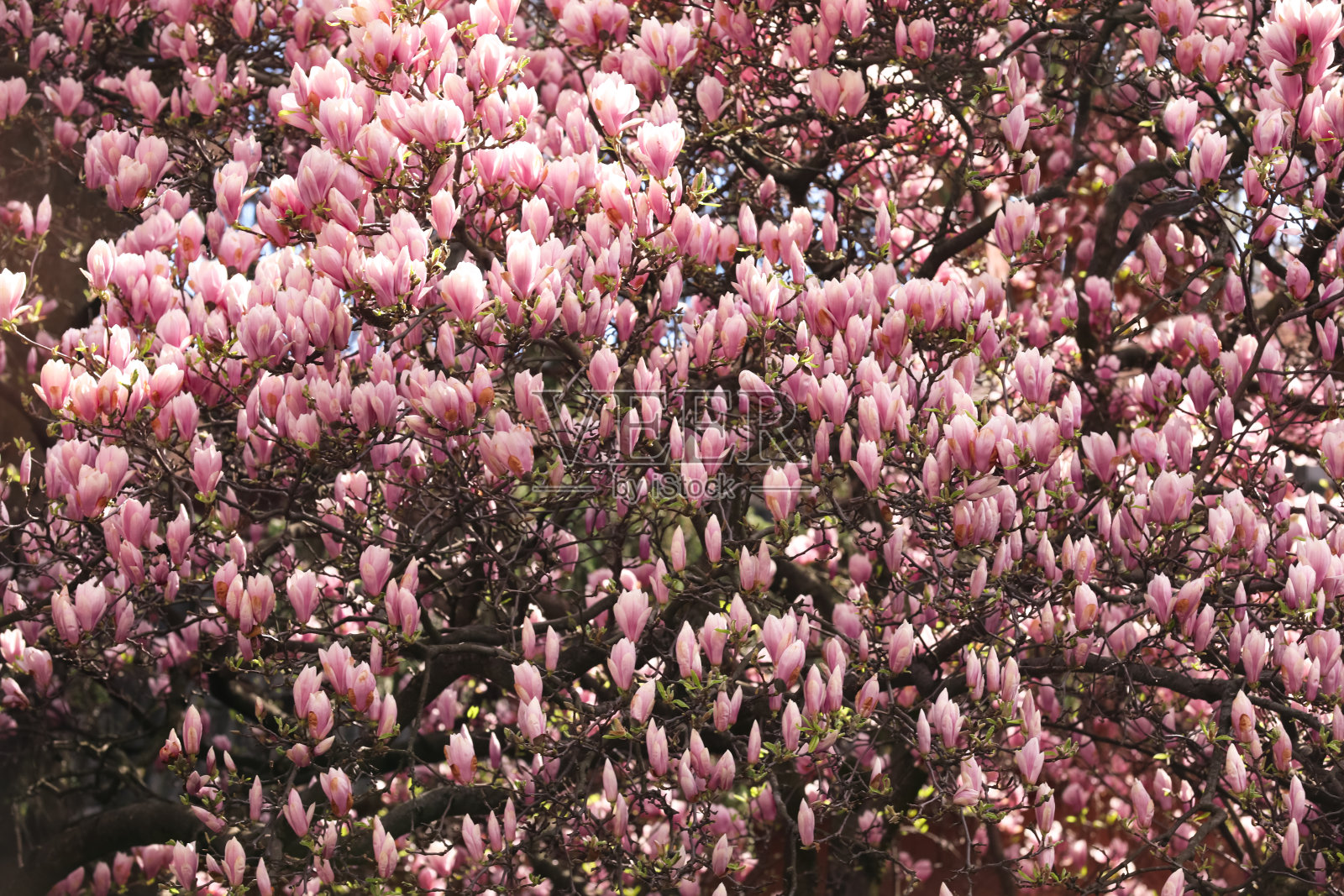 美丽的木兰树与粉红色的花在户外。春天的季节照片摄影图片