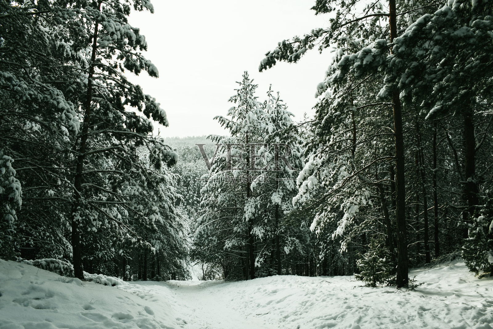 冬天的森林景观。雪在森林。寒冷的冬天的天气。针叶林背景。阳光穿过树林。日落景观。照片摄影图片