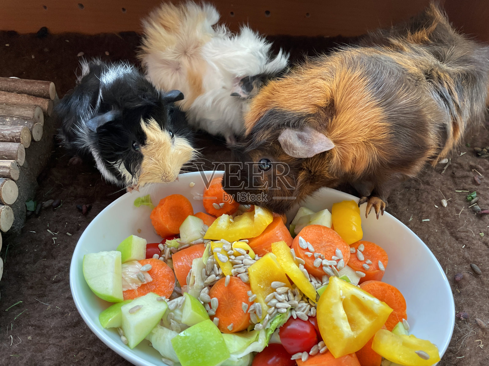 照片中,年轻的雌性短毛阿比西尼亚豚鼠正在吃剁碎的青苹果、胡萝卜、黄柿子椒、樱桃番茄和向日葵种子照片摄影图片