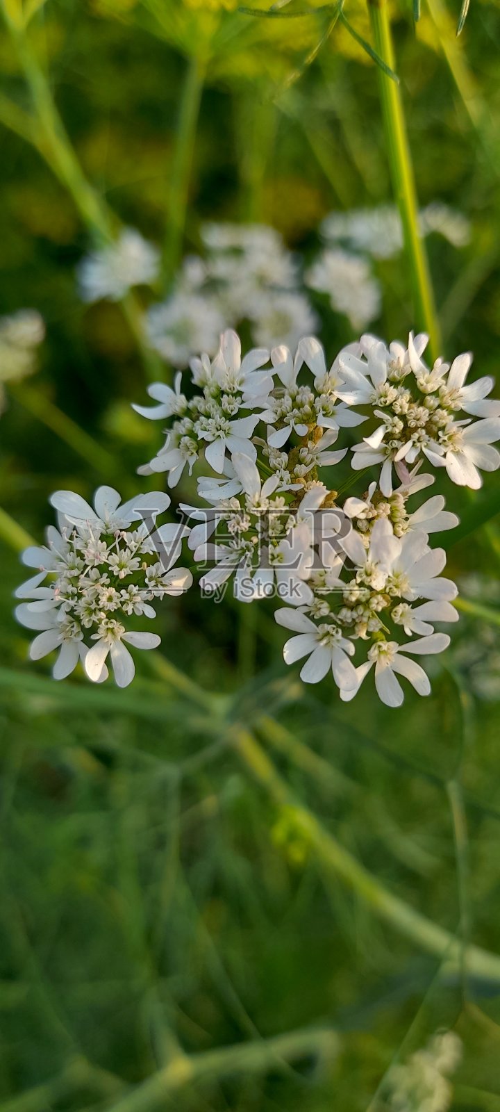 香菜花照片摄影图片