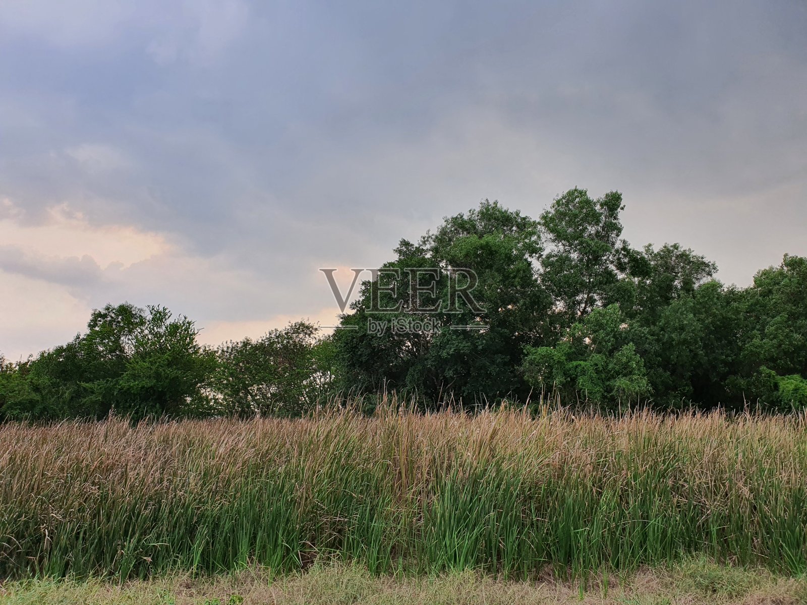 风吹着田野,树木和晴朗的天空。照片摄影图片