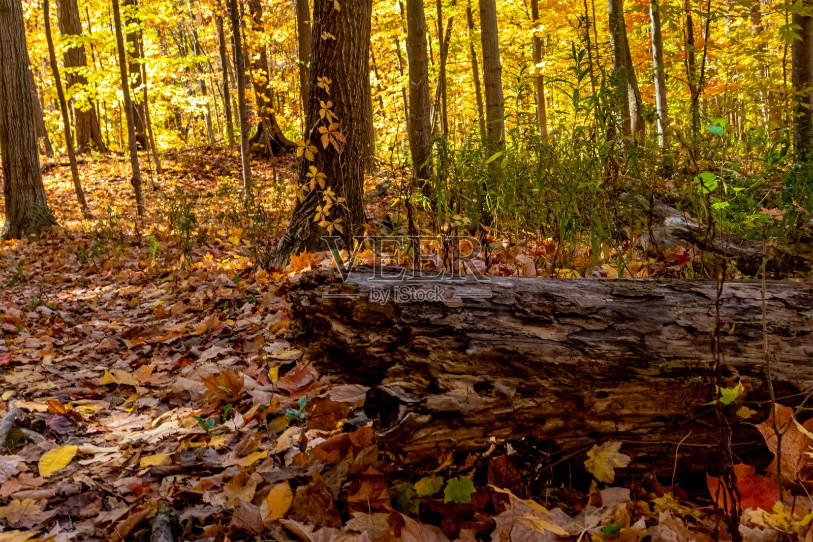 宁静的秋天下午被秋天的金色照亮-秋天在安大略中部,加拿大照片摄影图片