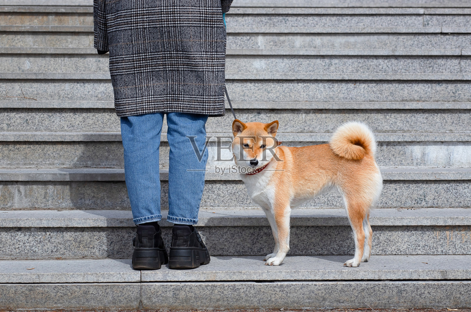 一个阳光明媚的夏日,可爱的红色柴犬戴着红色项圈站在主人旁边的石阶上。照片摄影图片