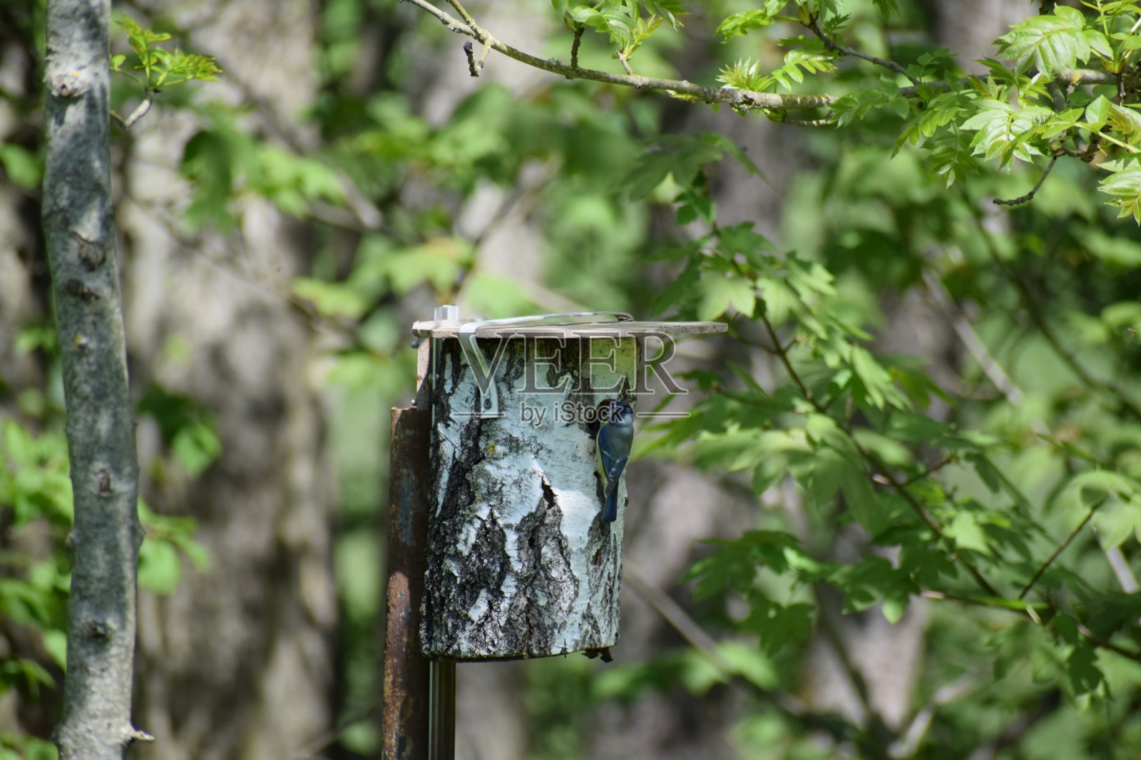 蓝雀在它的房子里照片摄影图片