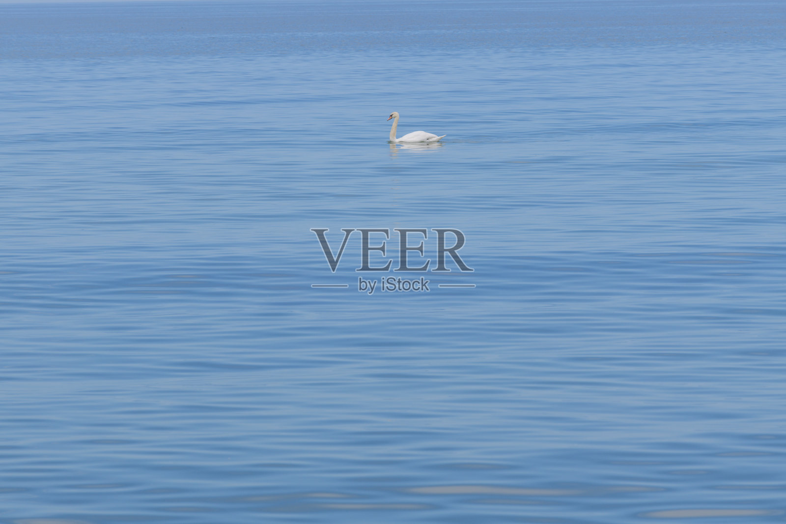 水上天鹅照片摄影图片