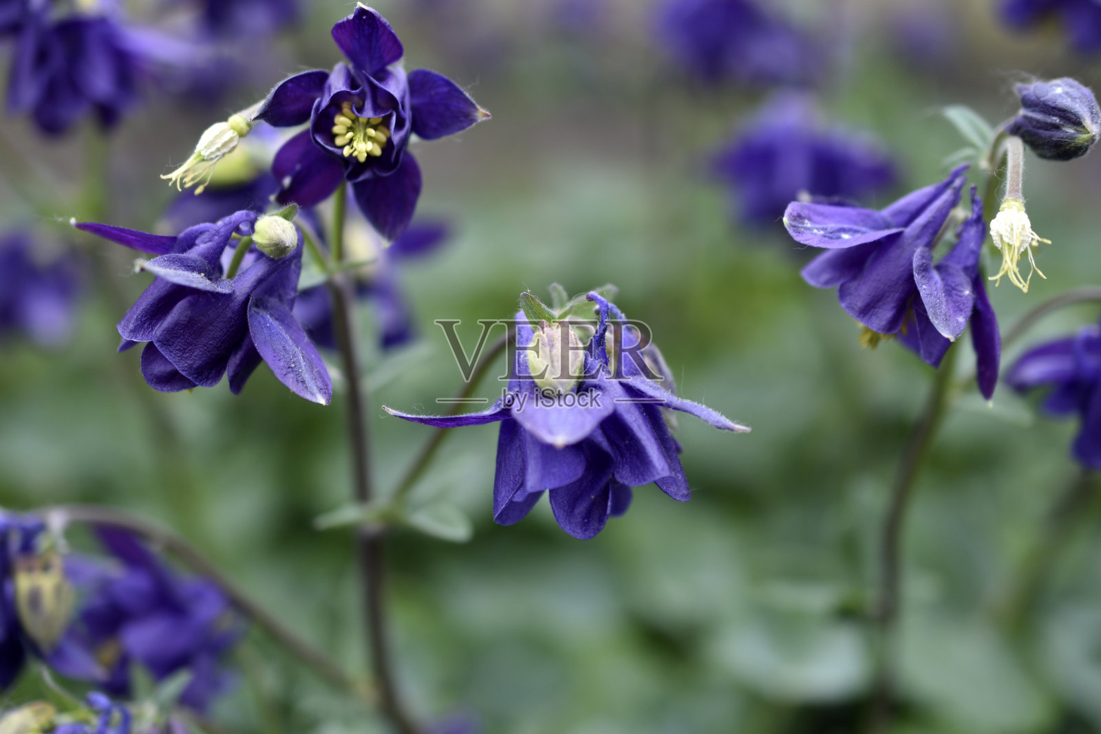 毛茛属植物属毛茛科多年生草本植物。照片摄影图片