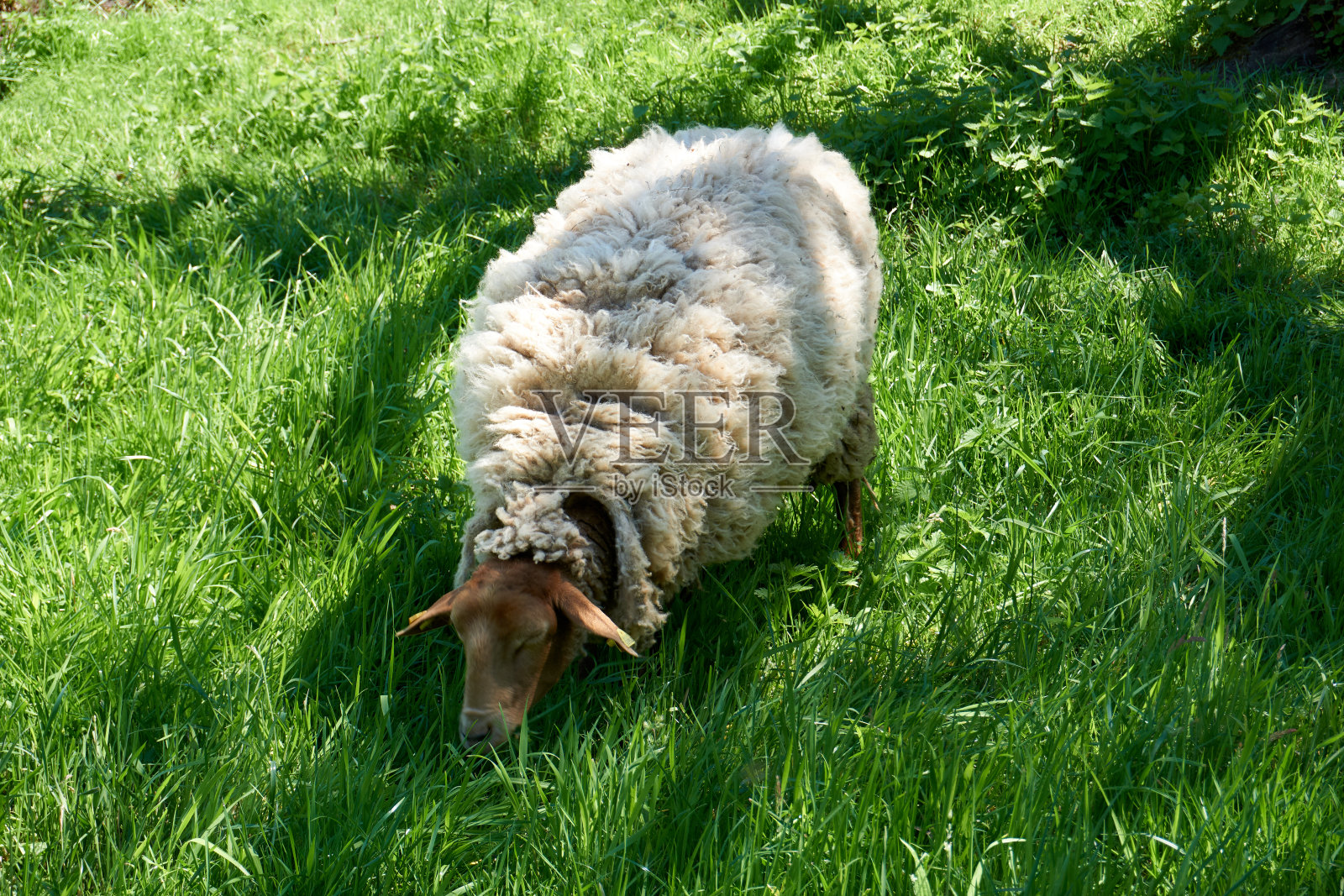 绿色草地上的一只羊照片摄影图片