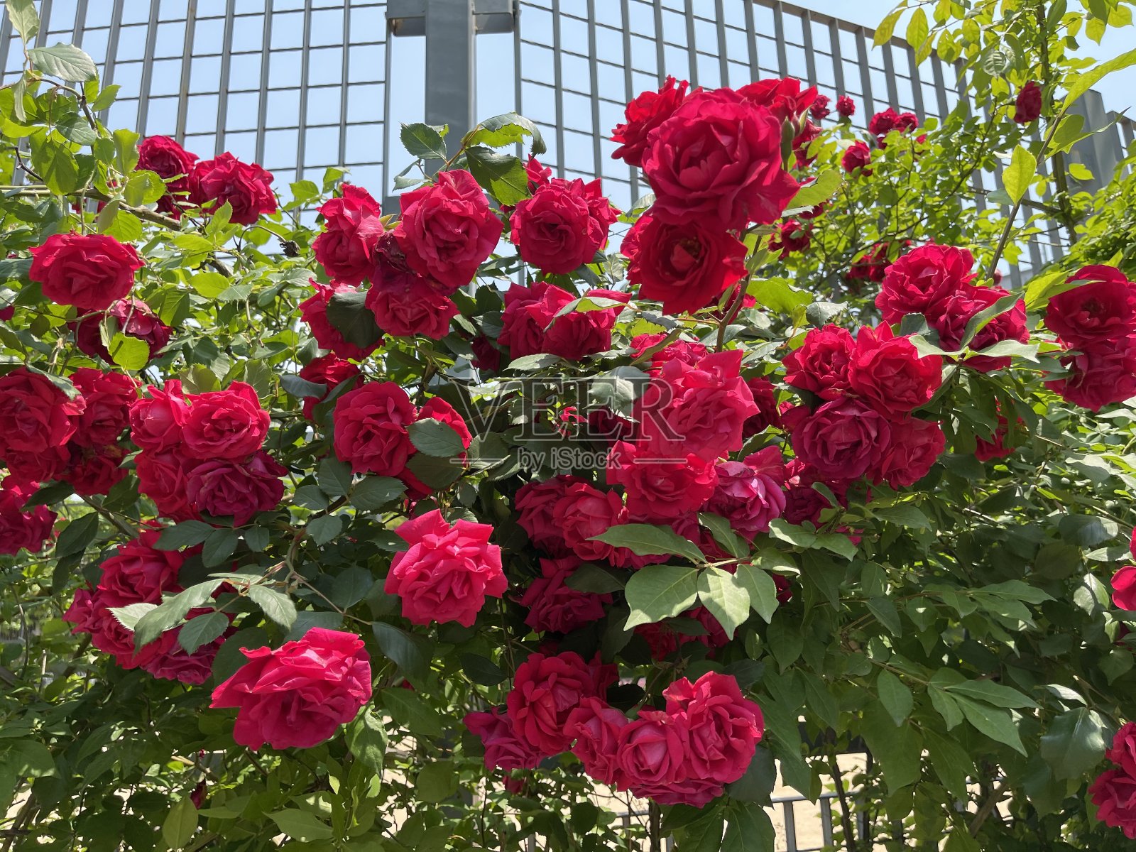 玫瑰照片摄影图片