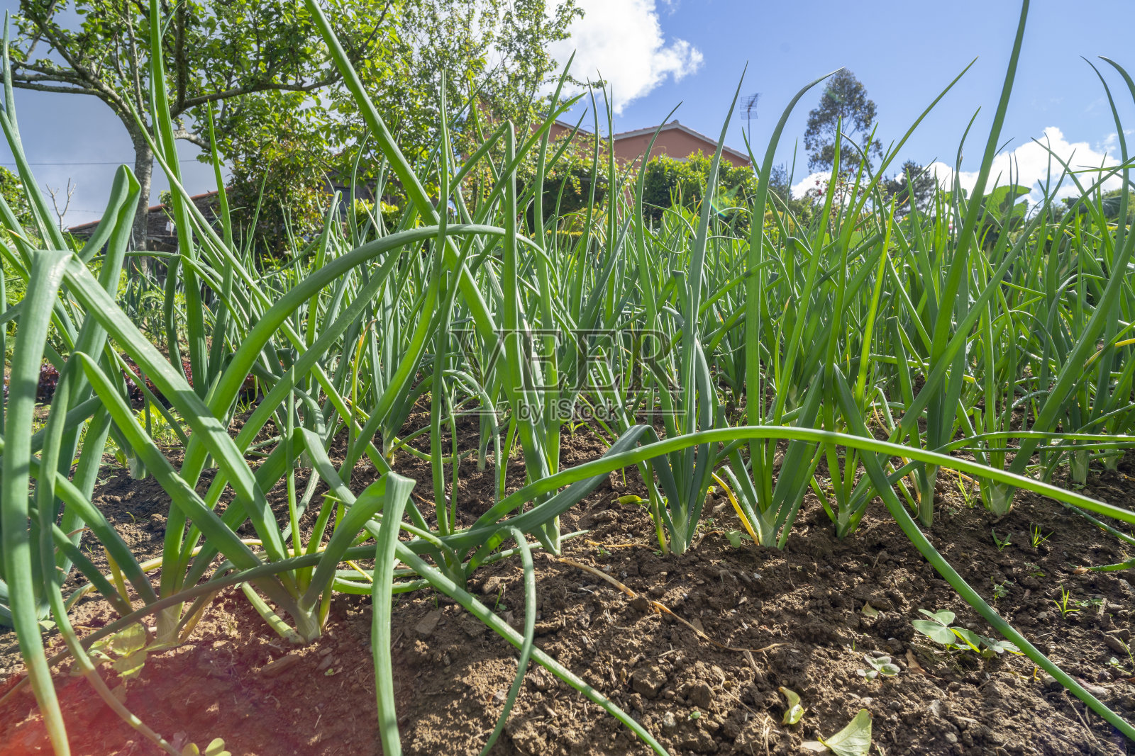 自制洋葱园位于一所房子的后花园照片摄影图片