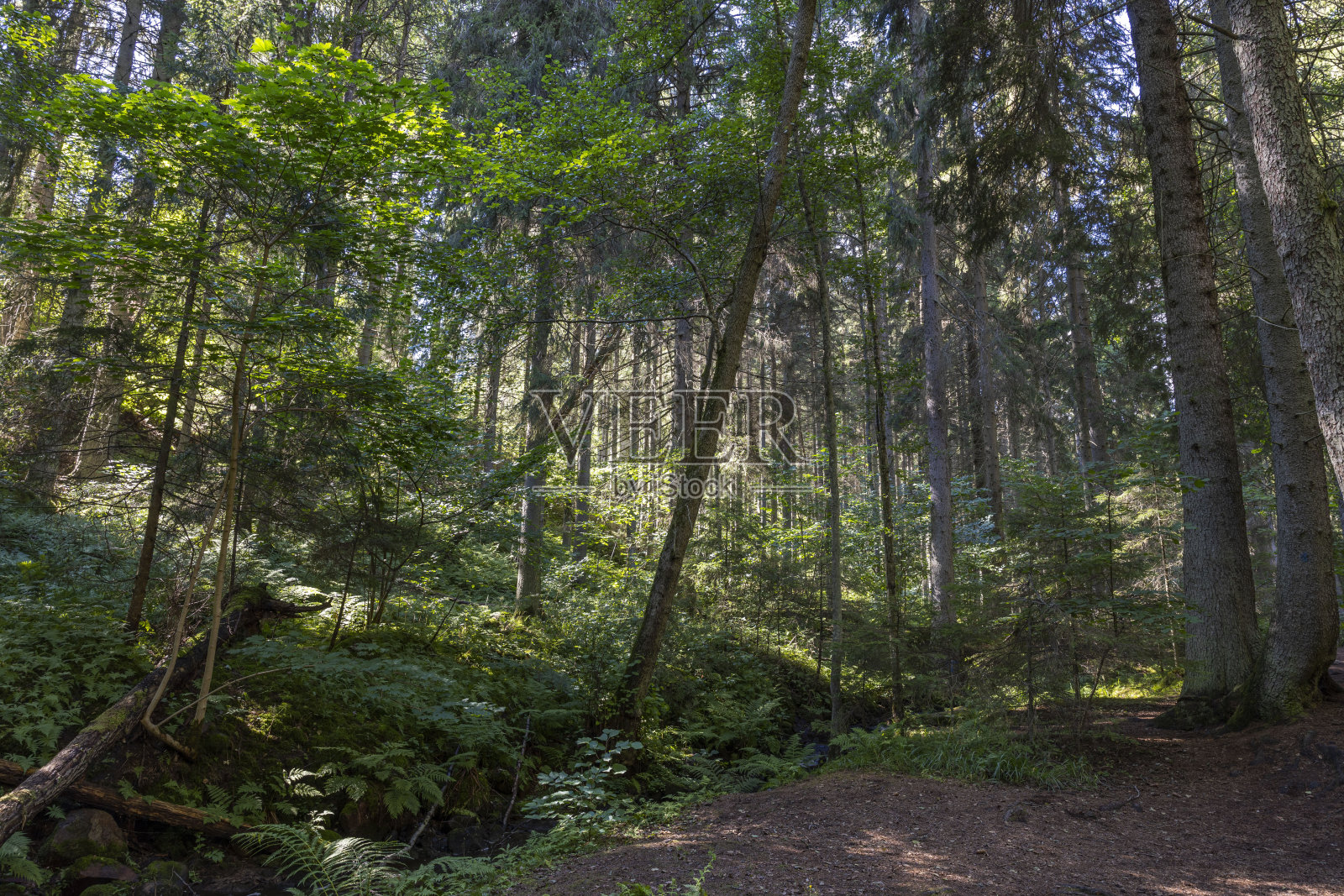 美丽的夏季景观,在森林的山区自然景观。高高的绿色松树在蓝天的背景下。瑞典。照片摄影图片