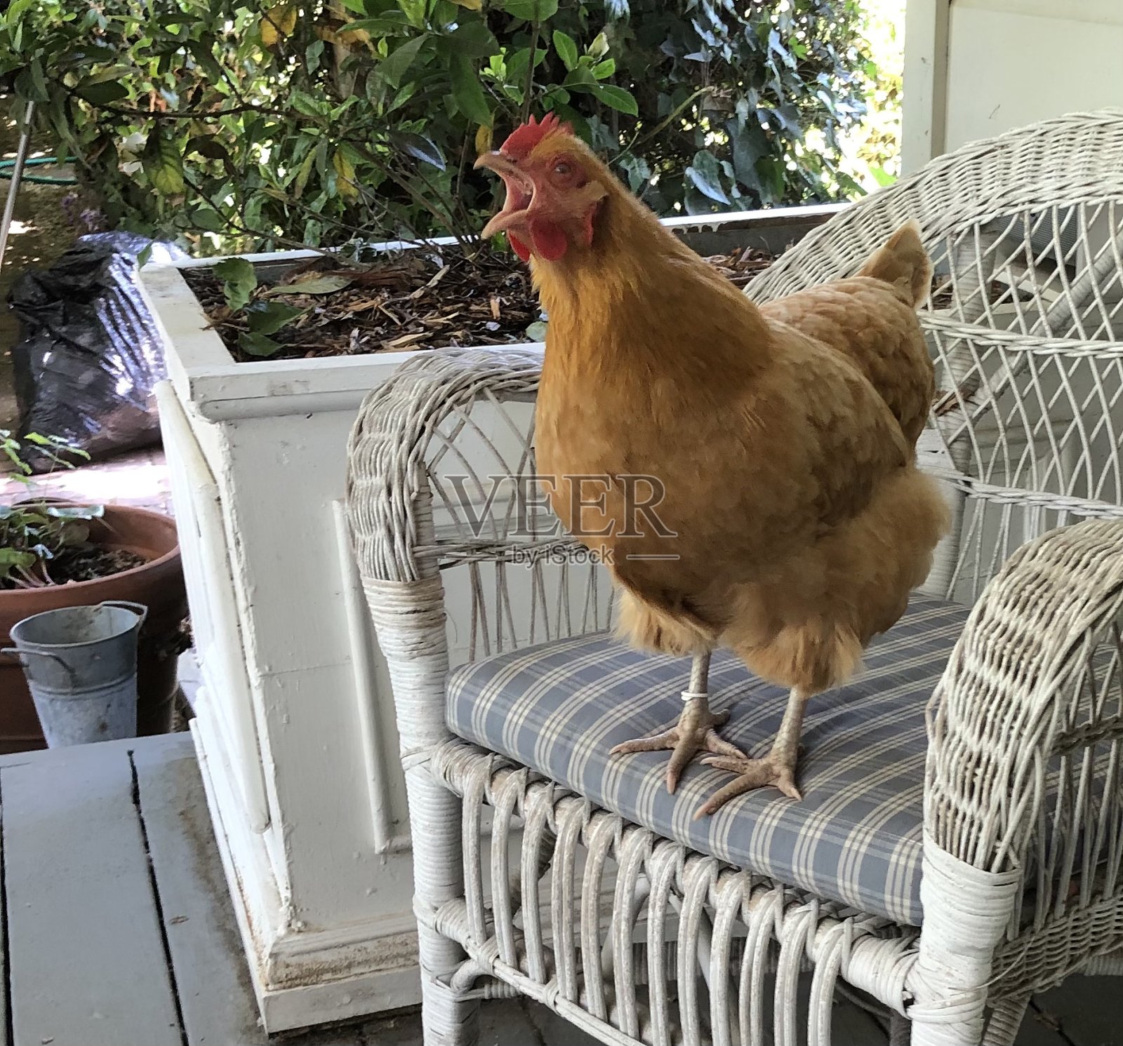鸡在椅子上照片摄影图片