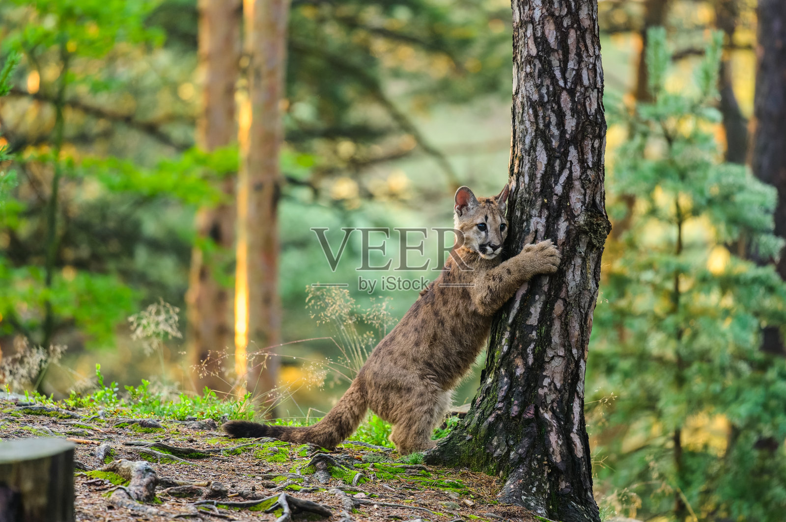 日出时森林里的美洲狮。年轻的野兽。照片摄影图片