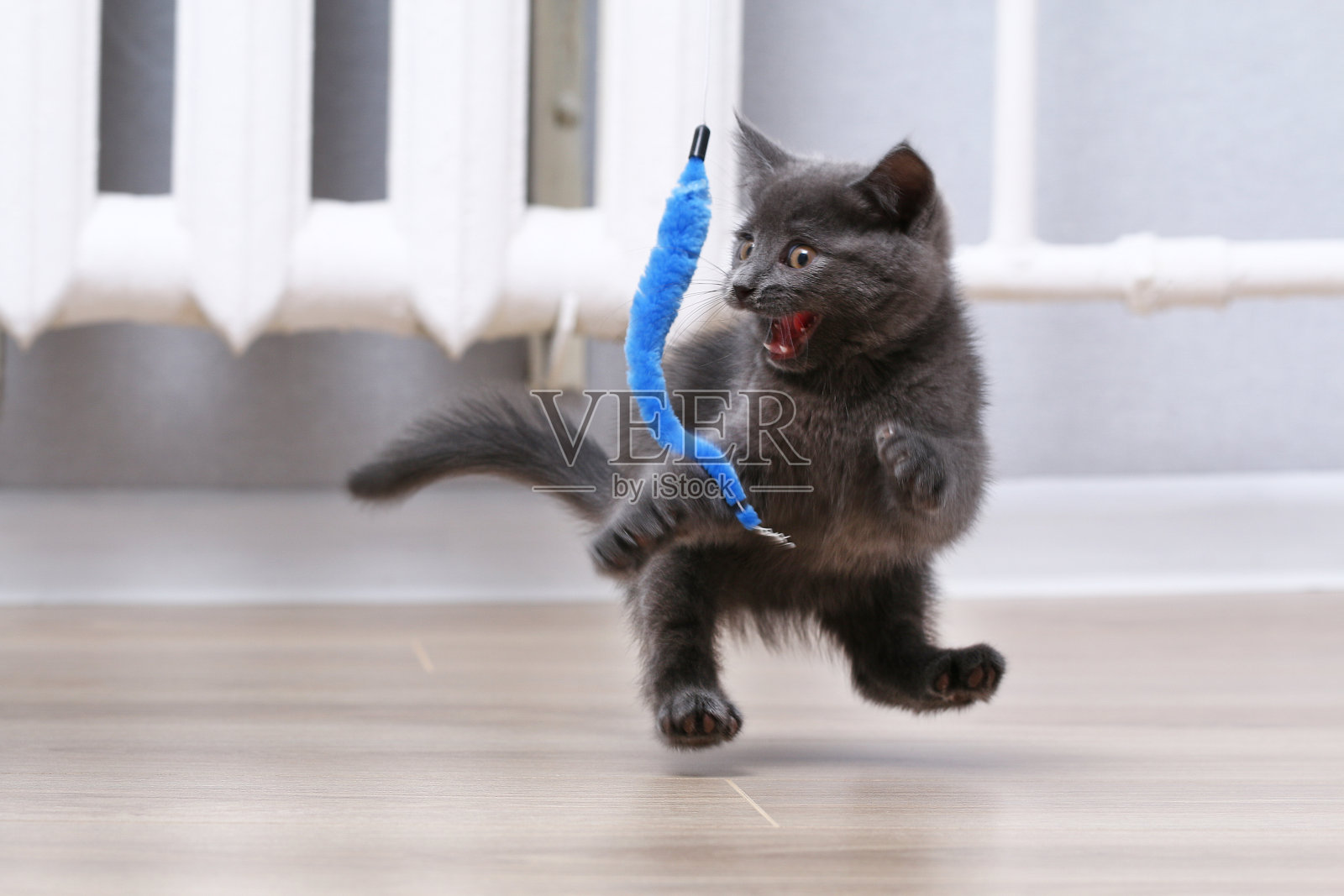 一只灰色的小猫在钓竿上玩玩具。猫玩具。照片摄影图片