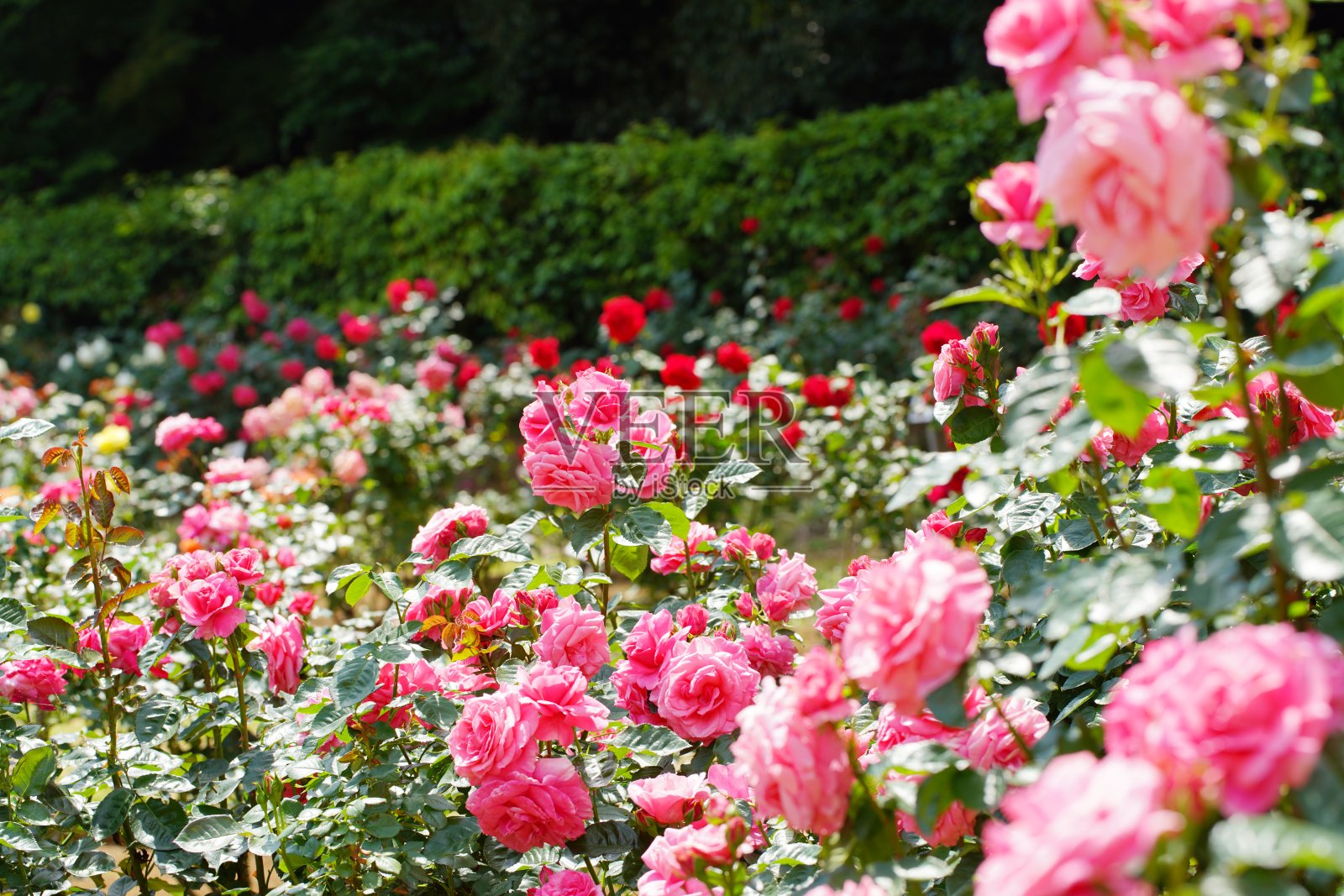 美丽的粉红色玫瑰盛开在日本植物园照片摄影图片