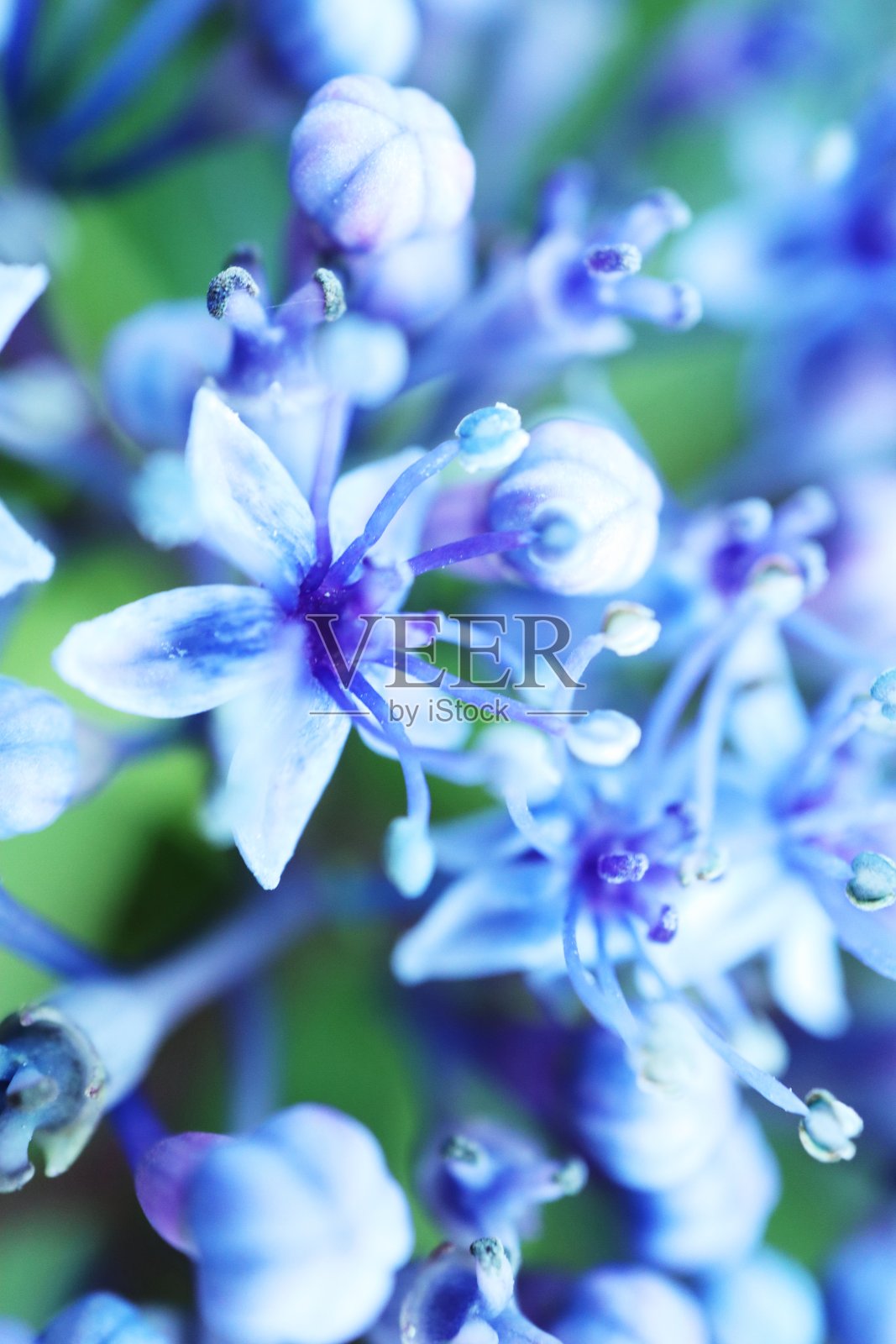 在初夏的六月,美丽的盛开着红紫蓝紫,这是在雨季盛开照片摄影图片