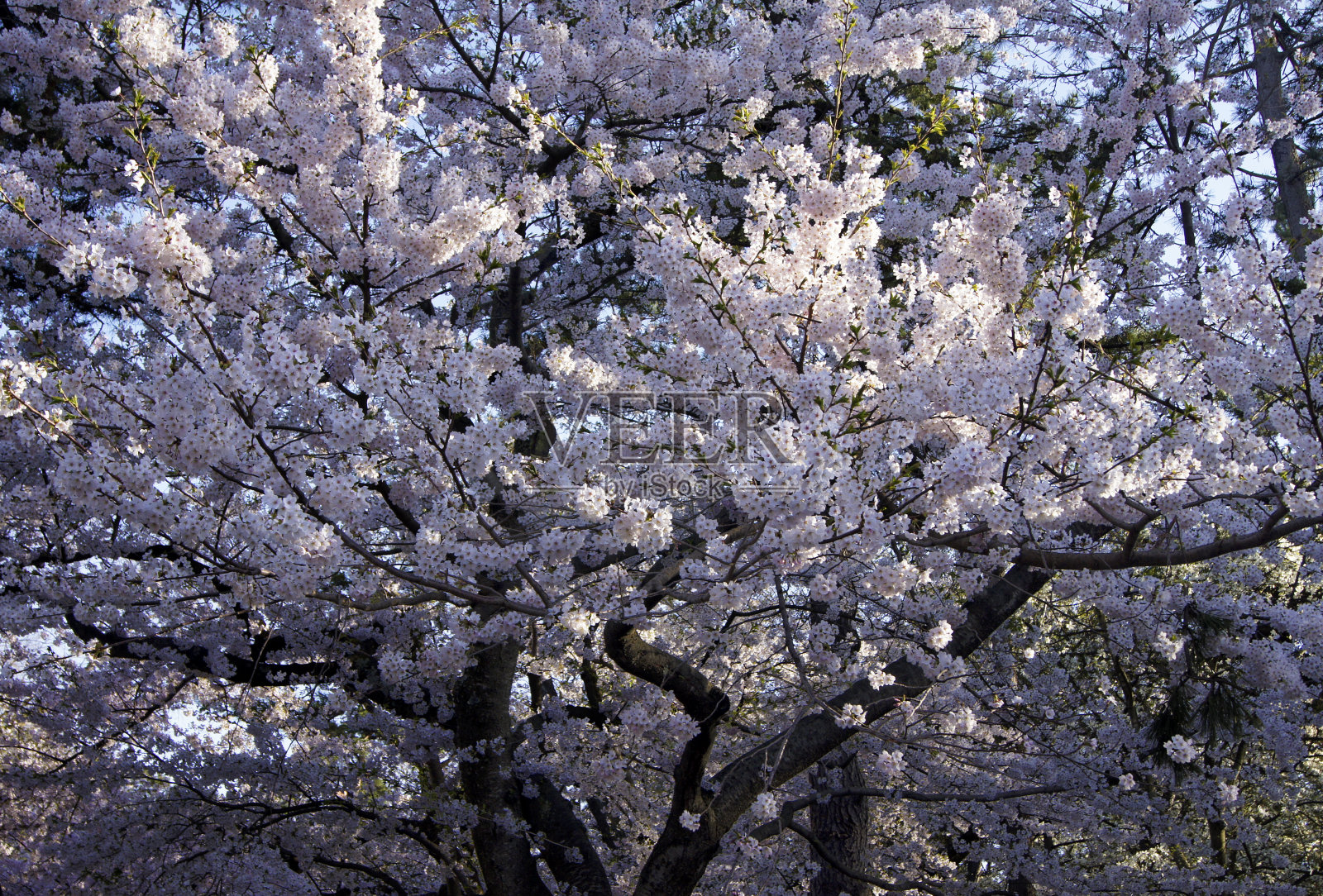 自然奇观-樱花节-花见-樱花在广崎-日本照片摄影图片