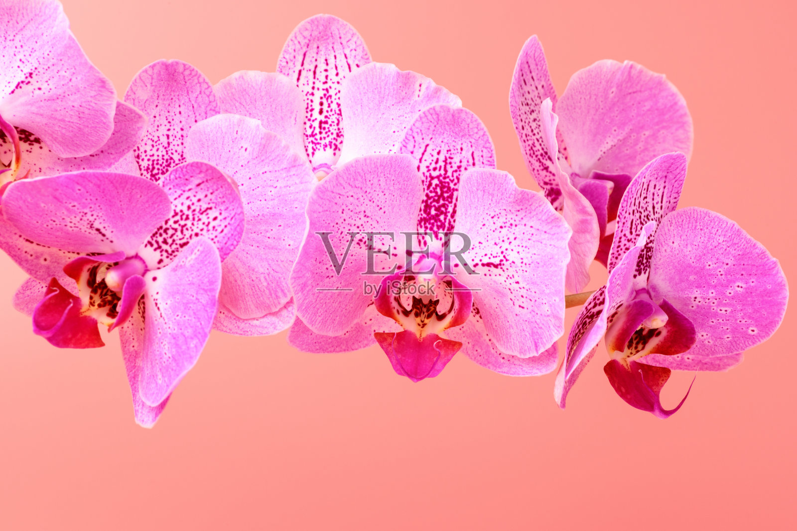 粉红色背景上的兰花。花的背景模板照片摄影图片