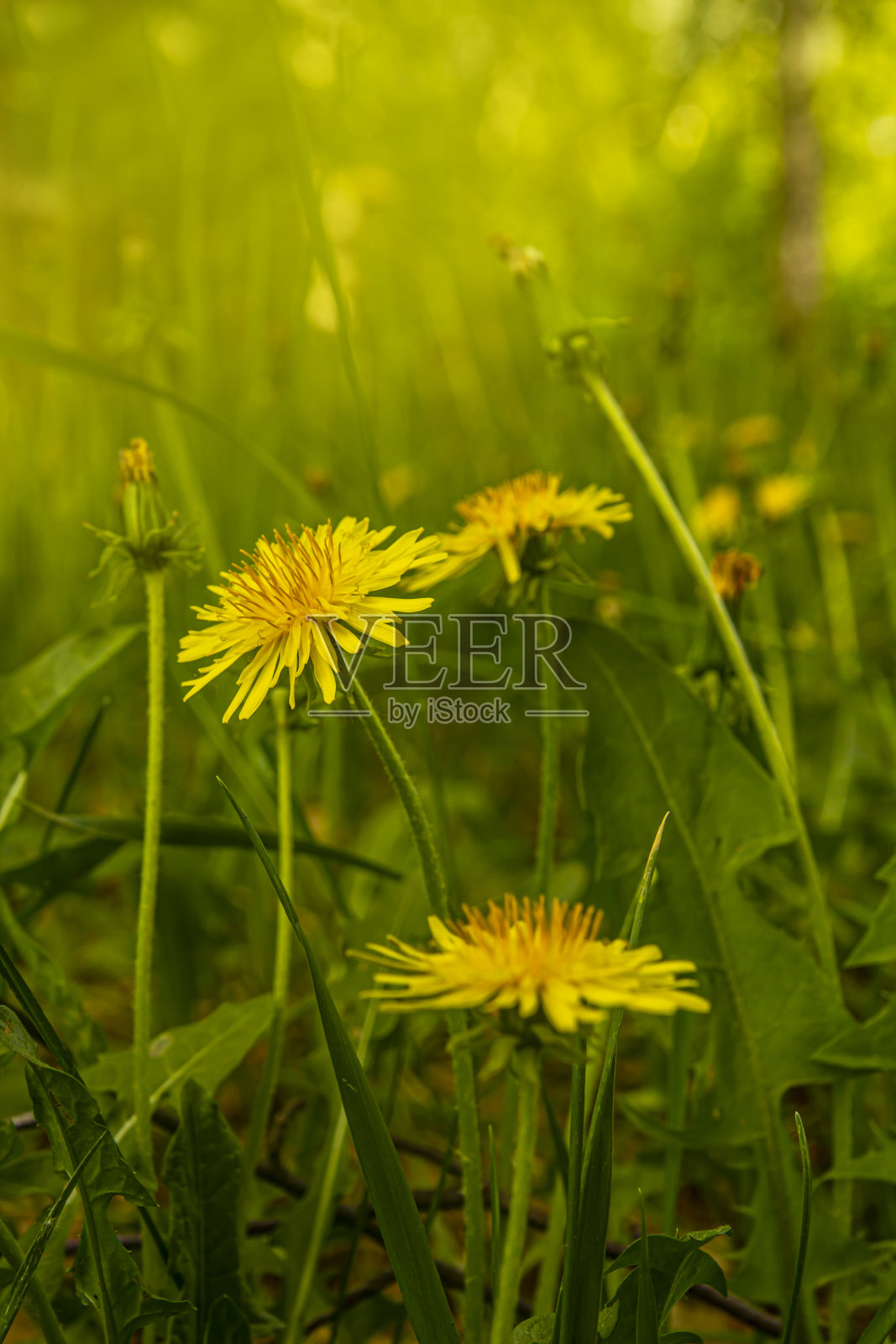 盛开的蒲公英在五月的一个阳光明媚的日子照片摄影图片