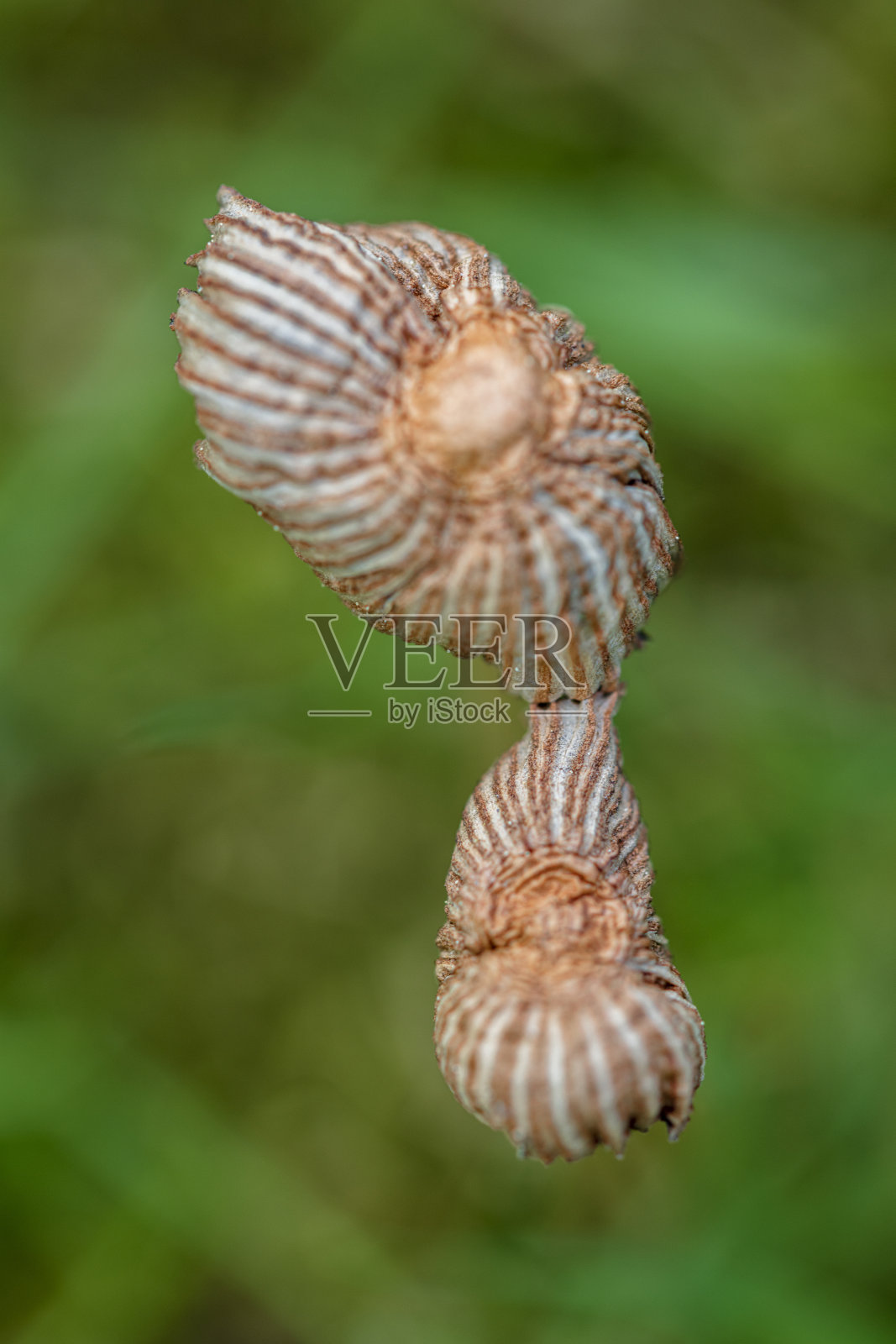 蘑菇爱情鸟瞰图照片摄影图片