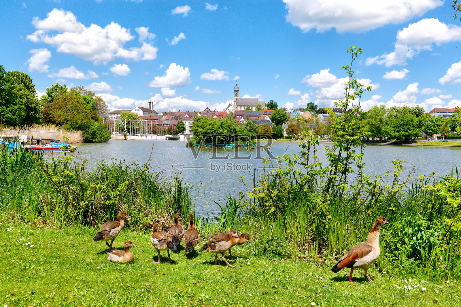 Böblingen,德国,有鸭子和老城的低湖照片摄影图片