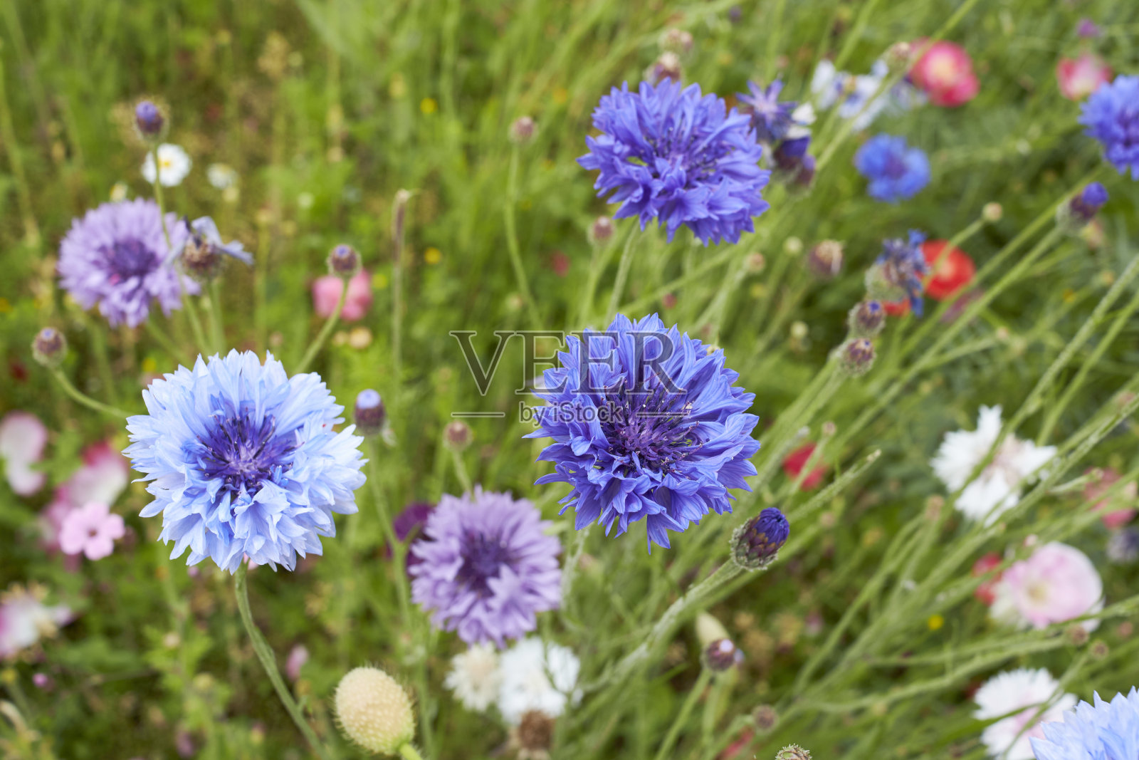矢车菊花近照片摄影图片