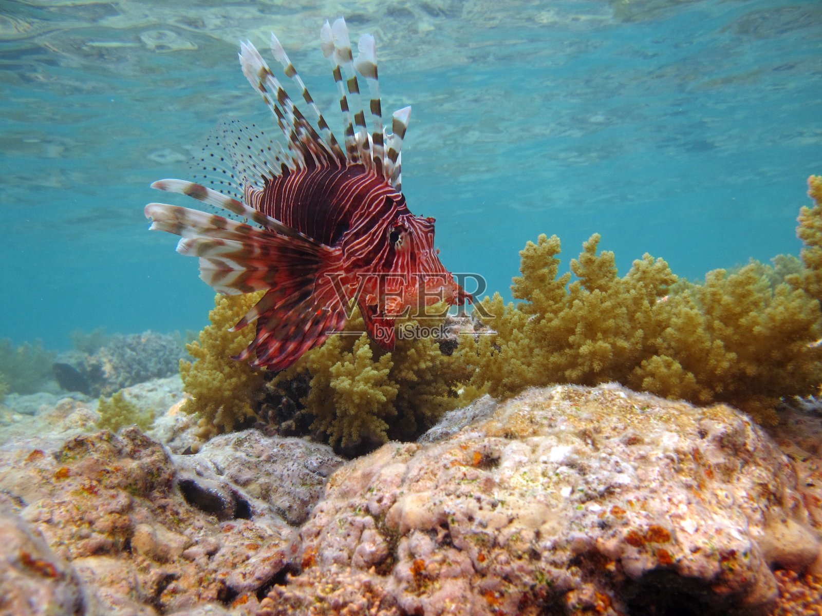 红海中的狮子鱼。照片摄影图片