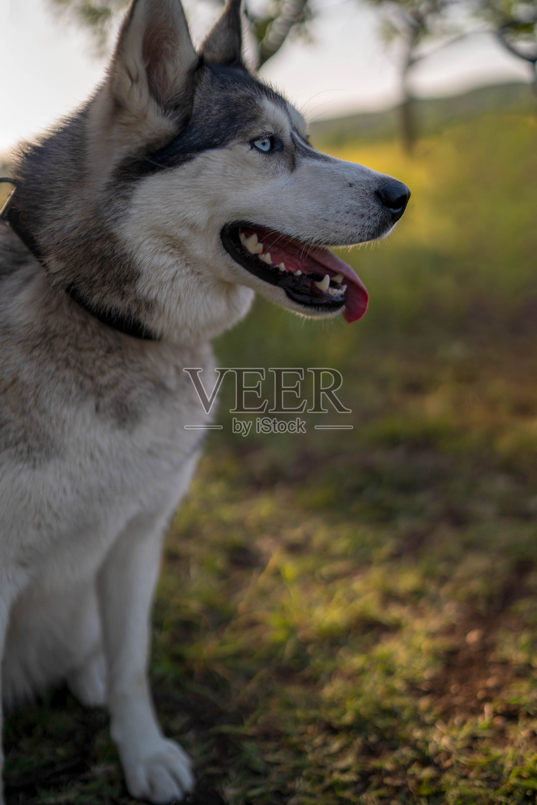 蓝眼睛的纯种西伯利亚哈士奇犬。照片摄影图片