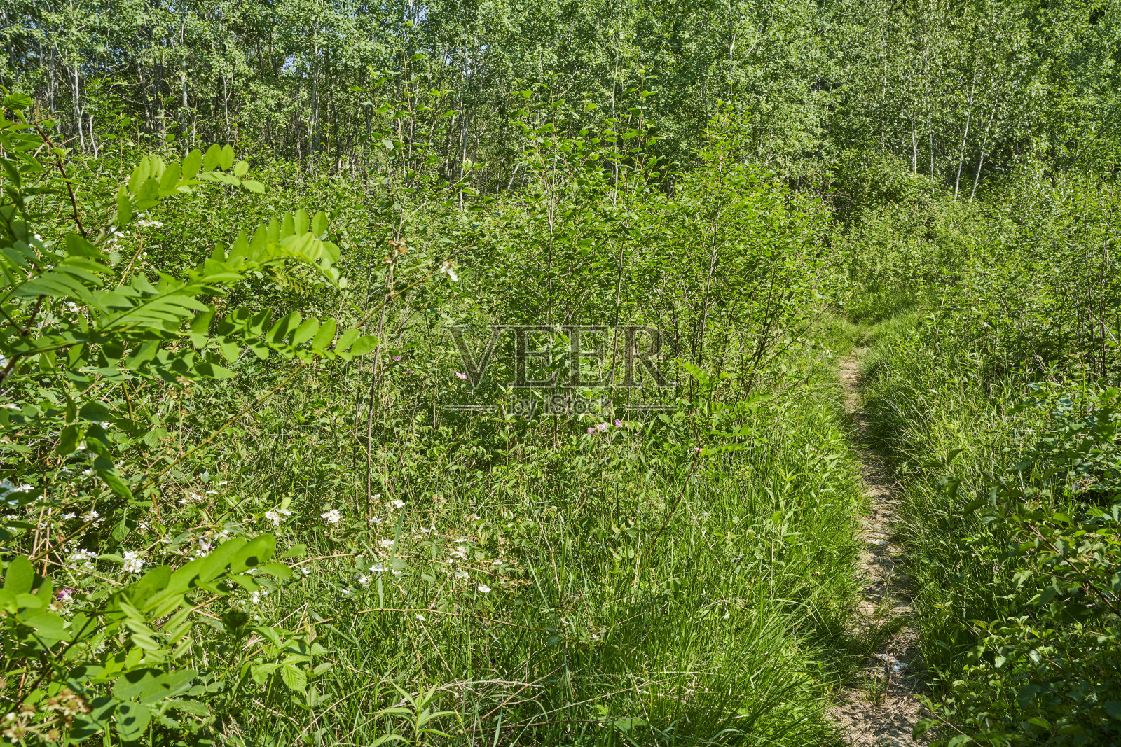 通往自然景观的小径照片摄影图片