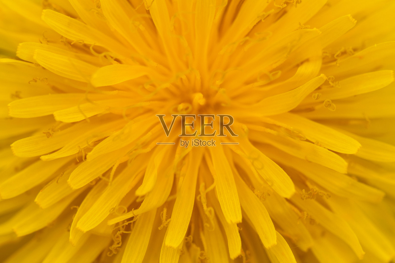 黄色盛开的蒲公英宏观特写选择焦点照片摄影图片