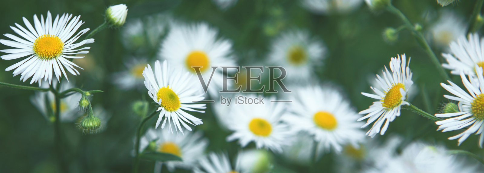 夏日的旗帜与草地的洋甘菊花照片摄影图片