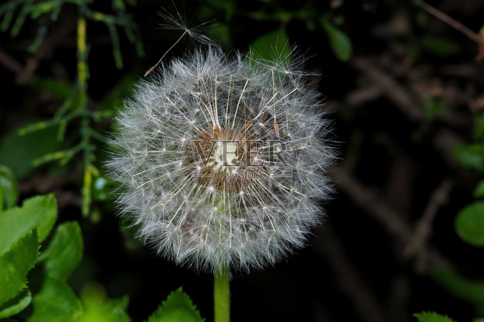 蒲公英要吹,白色的,开花,普通的蒲公英,许多银色的球簇照片摄影图片