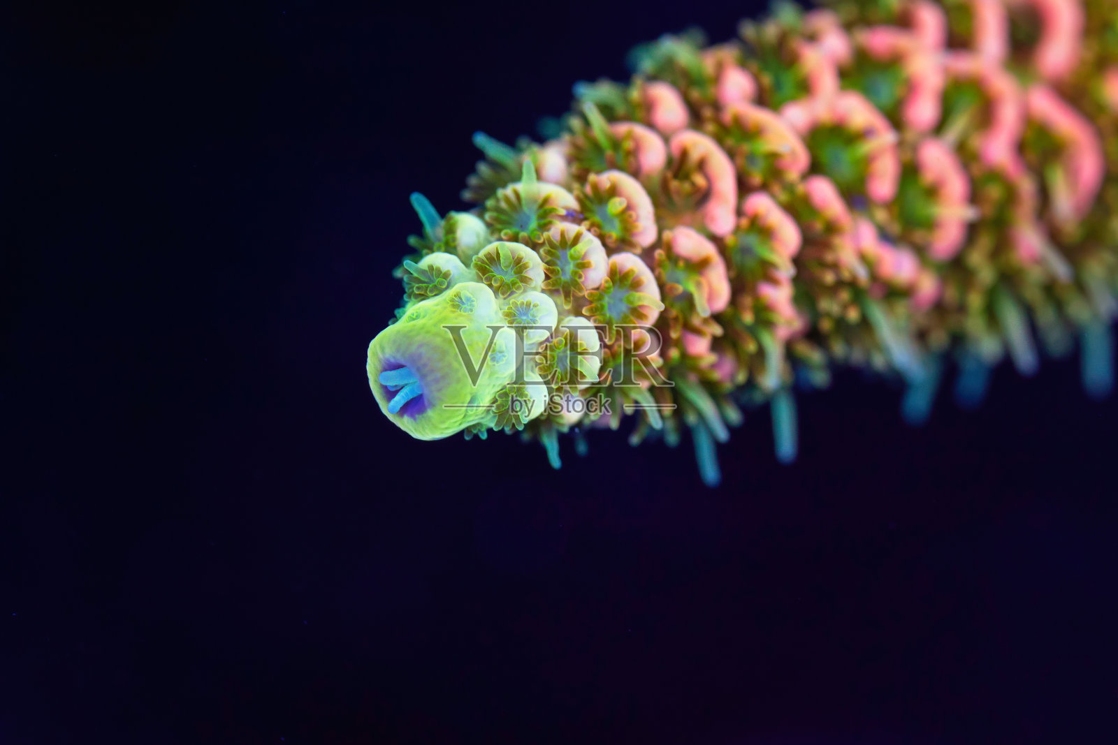 美丽的珊瑚在暗礁水族馆缸。照片摄影图片