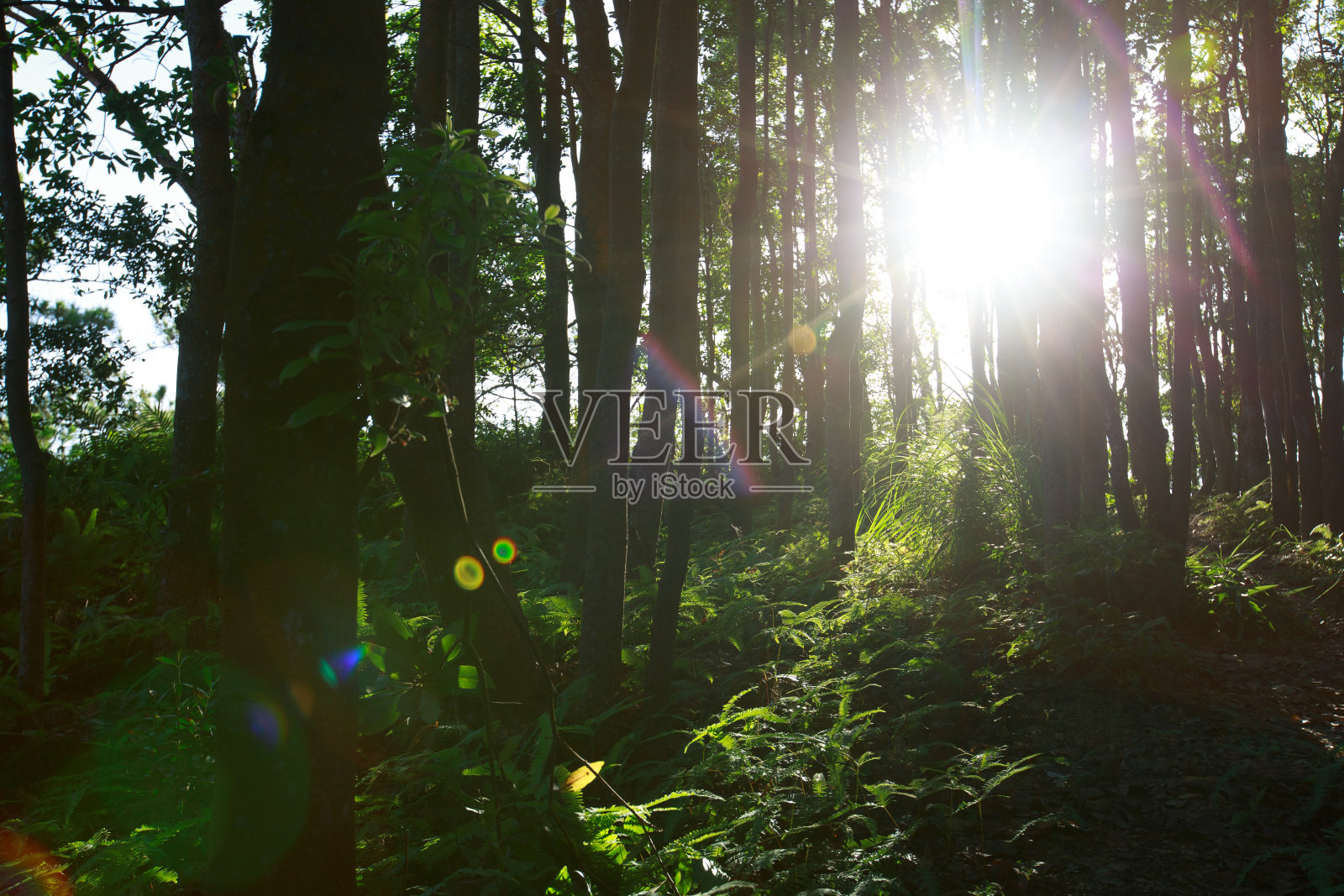 美丽的日出在夏季森林山照片摄影图片