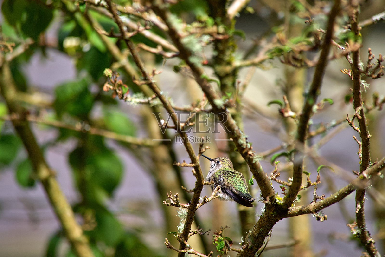 蜂鸟照片摄影图片