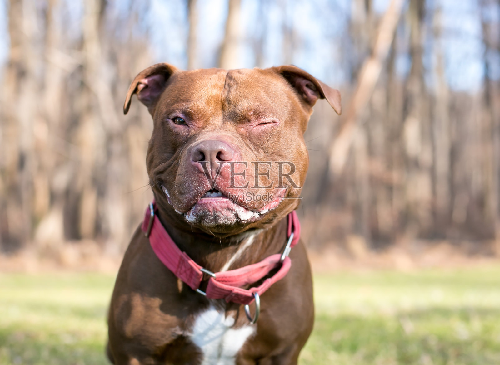 一只眨眼的比特斗牛梗混种犬照片摄影图片