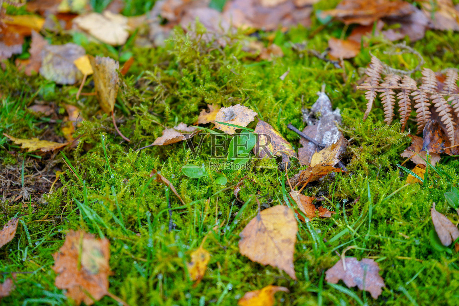 森林中长满苔藓的矮树丛上的落叶照片摄影图片