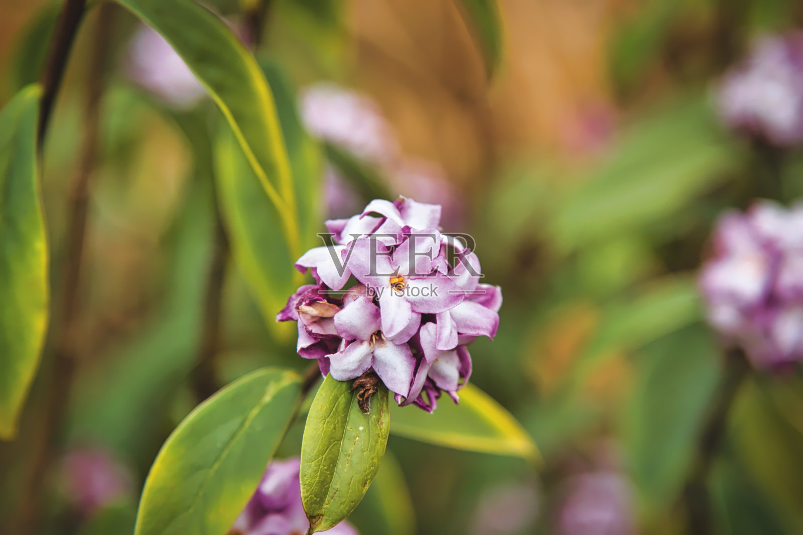 粉红色的火焰花朵照片摄影图片