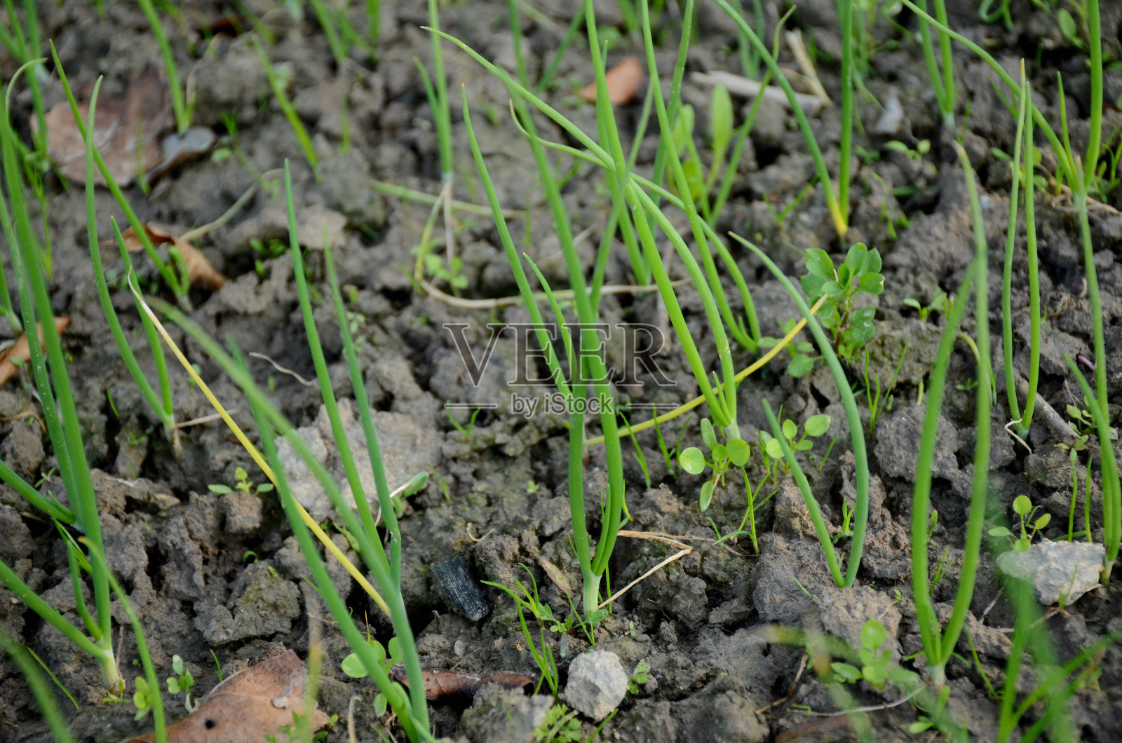 把农场里成熟的大葱捆起来。照片摄影图片