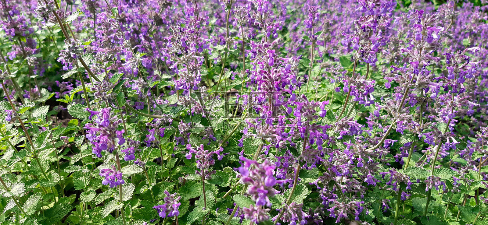 拉文达,花田,春天照片摄影图片