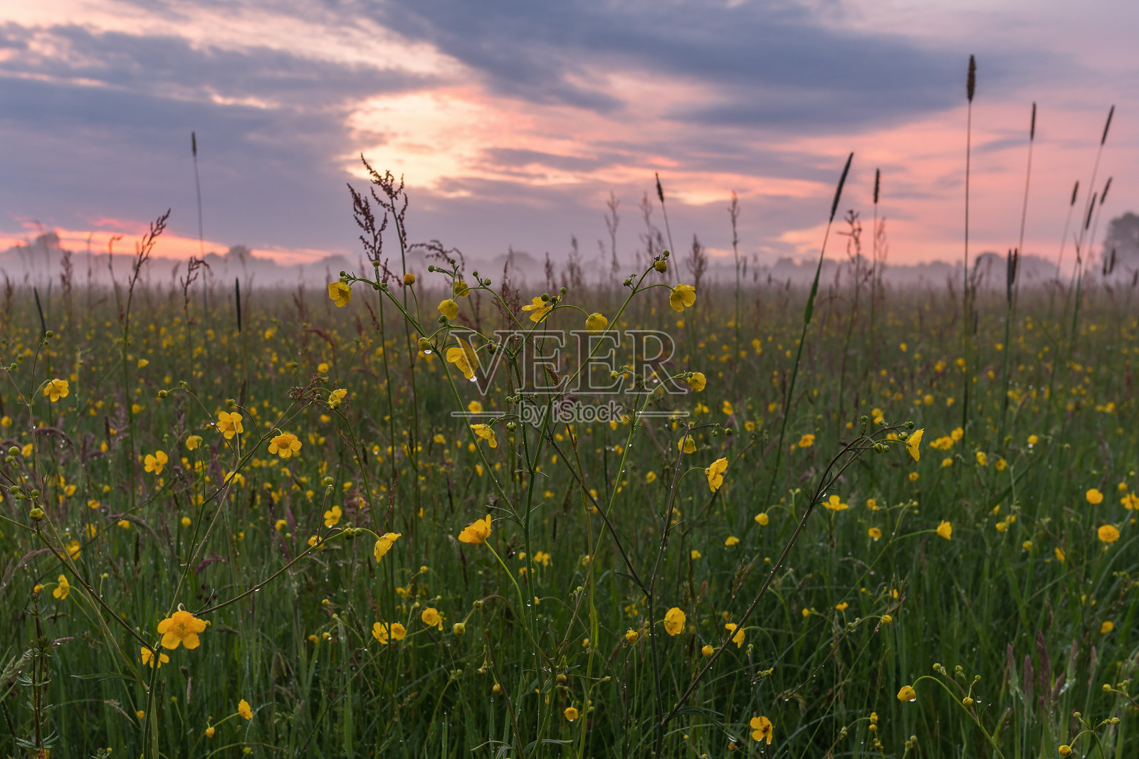 宁静的日出俯瞰田野与草甸毛茛花接近照片摄影图片